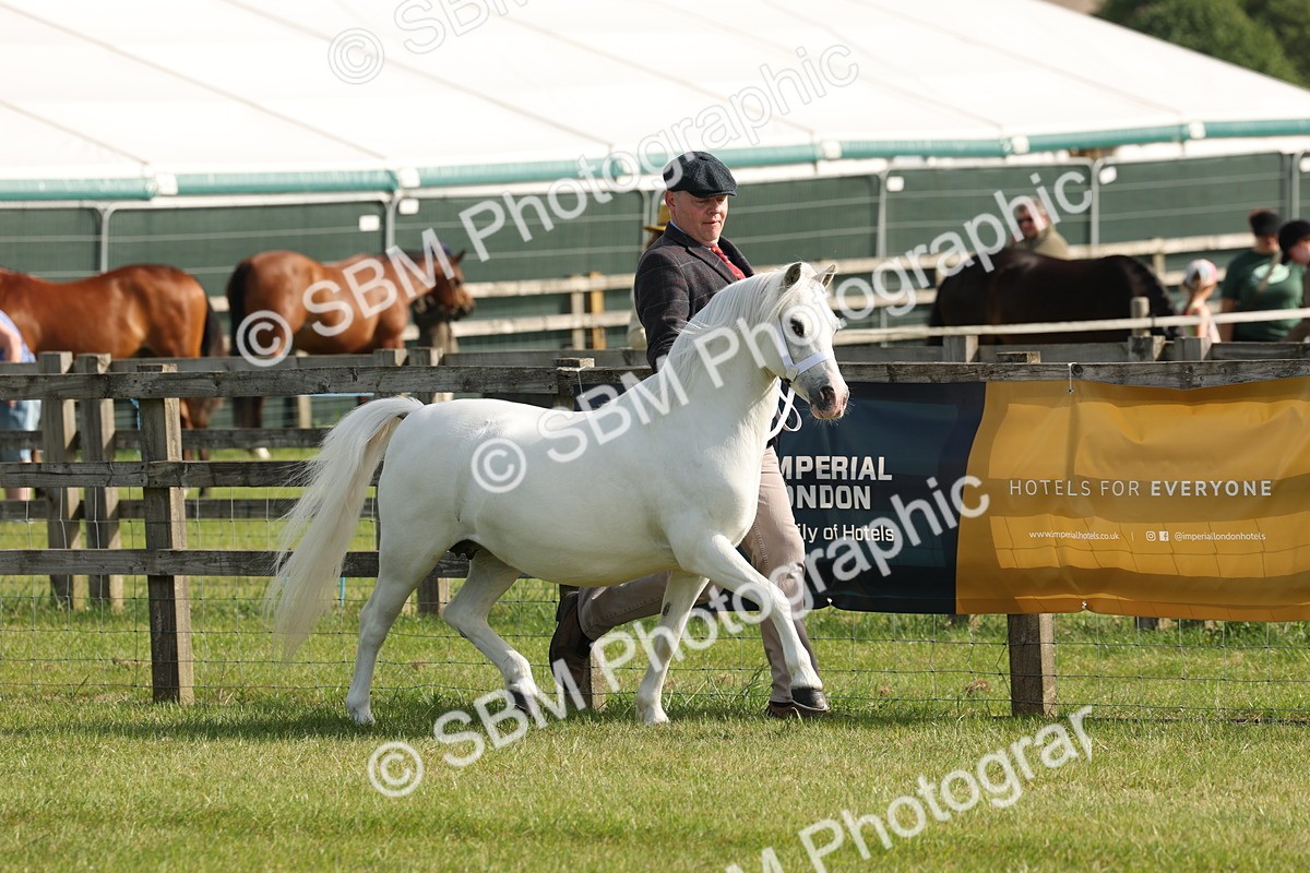 SBM_00630 - Class 6-13 - Mountatin and Moorland In Hand Welsh Breeds