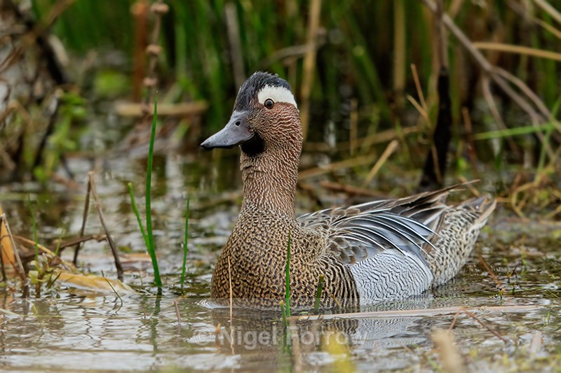 Garganey (male), Stratfield Brake, Oxfordshire - Garganey