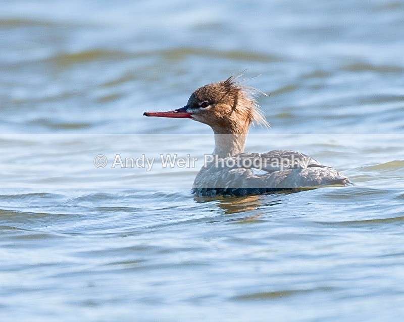 20090524-111 - Mergansers & Goosanders