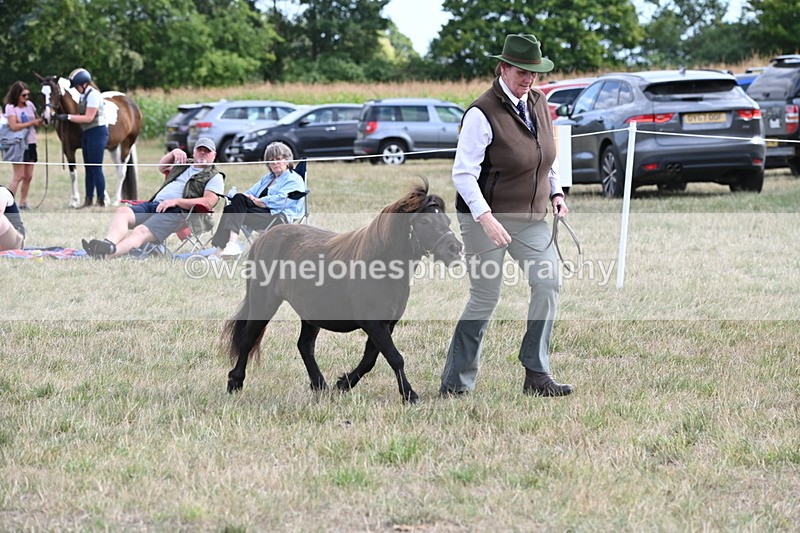 WJ6_6987 - Class 21 Shetland & Mini Horses