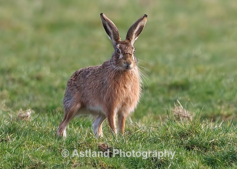 Brown Hare - Latest Images