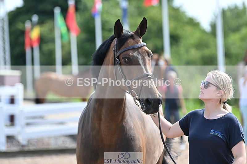 240717A-155450-03176 - Trot Up 3pm to 4pm