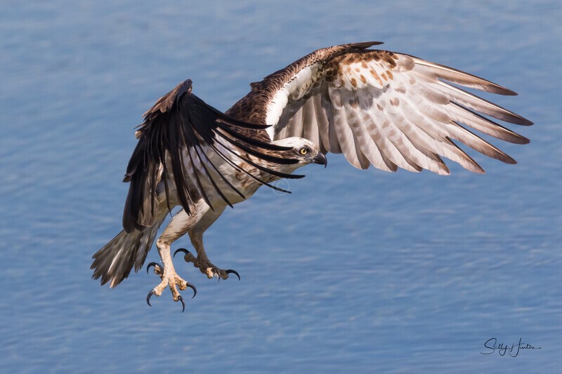 0A3A4535 Mum fishing 1 - Osprey