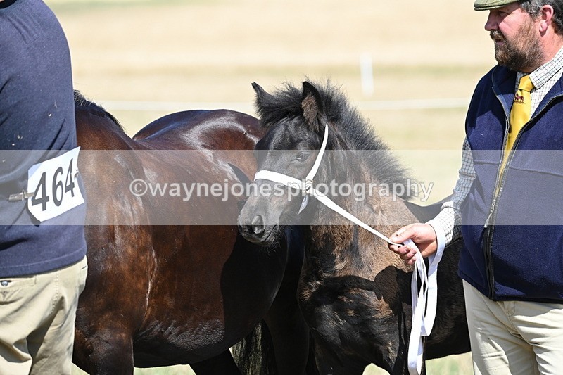 WJ6_5043 - Class 17 Mountain & Moorland