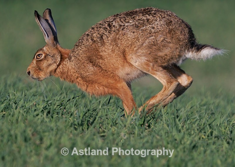 Brown Hare - Latest Images
