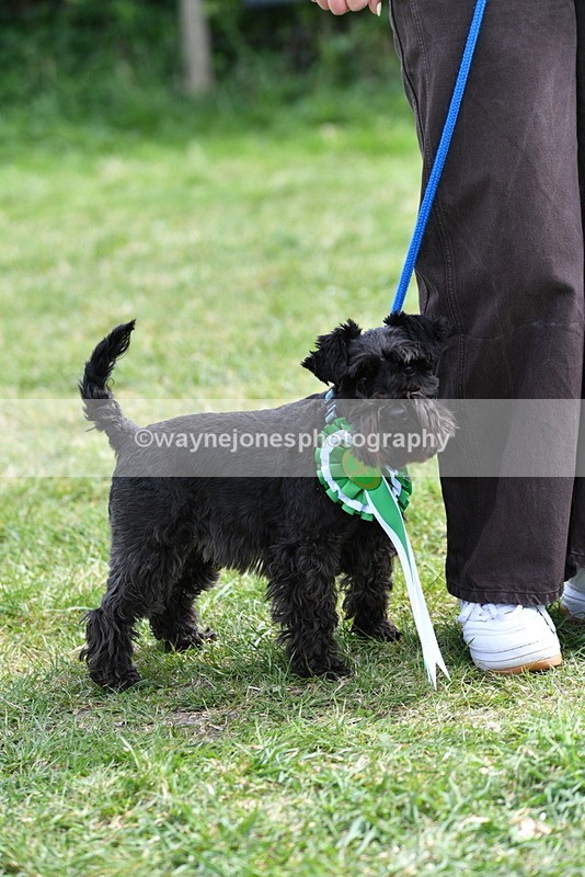 WJ5_0658 - Class 7 Best Terrier