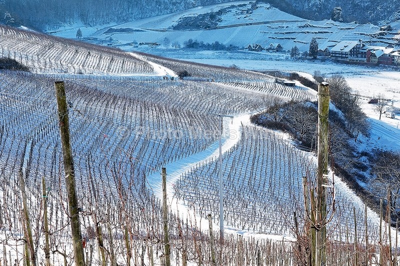 - Vineyards & Vines / Weinberge & Reben