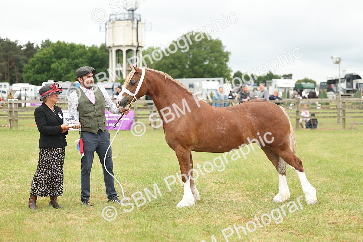 SBM_05026 - Class 50-57 - M&M Welsh Pony In Hand