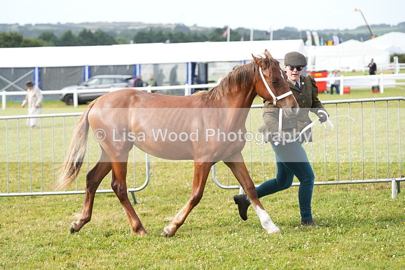DSC04692 - Class 47: NPS M&M Yearling
