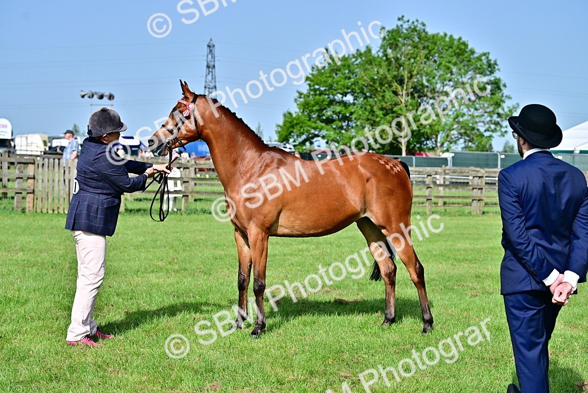 SBM_00966 - Class 46-49 - Arab and Part Bed-Anglo Arab In Hand