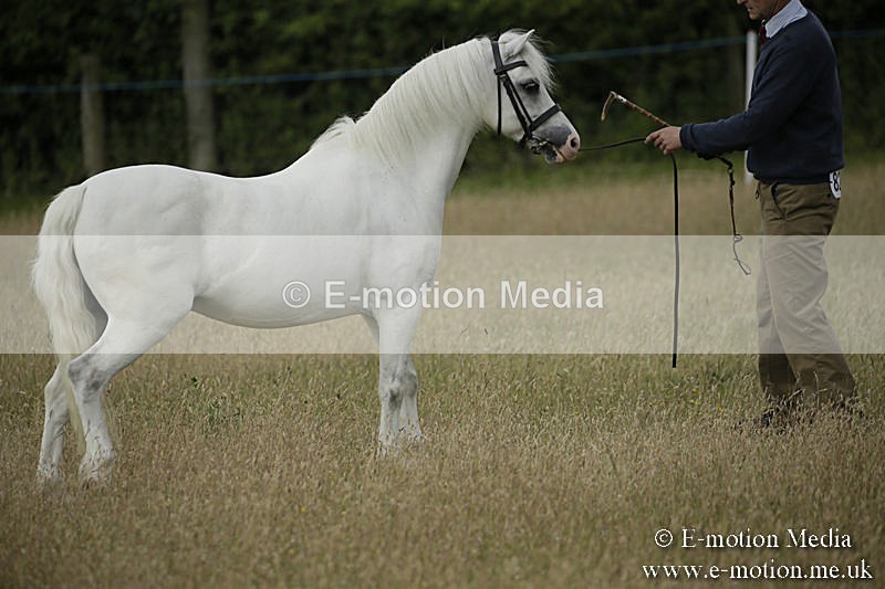 B230619-0161 - Bourne Valley Riding Club Summer Show 23/06/19