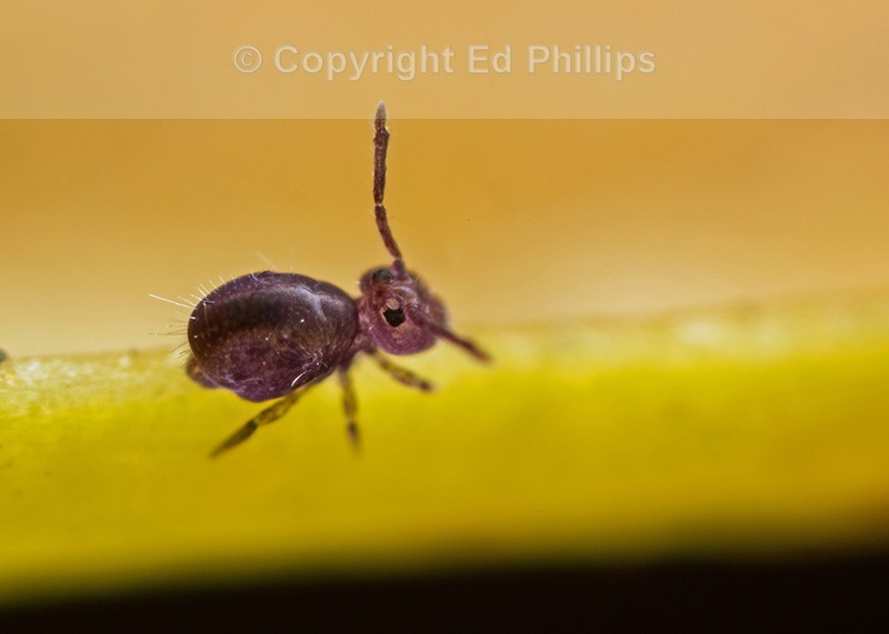 Dicyrtoma fusca