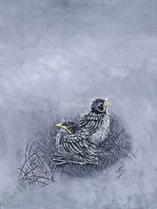 Chicks - Birds