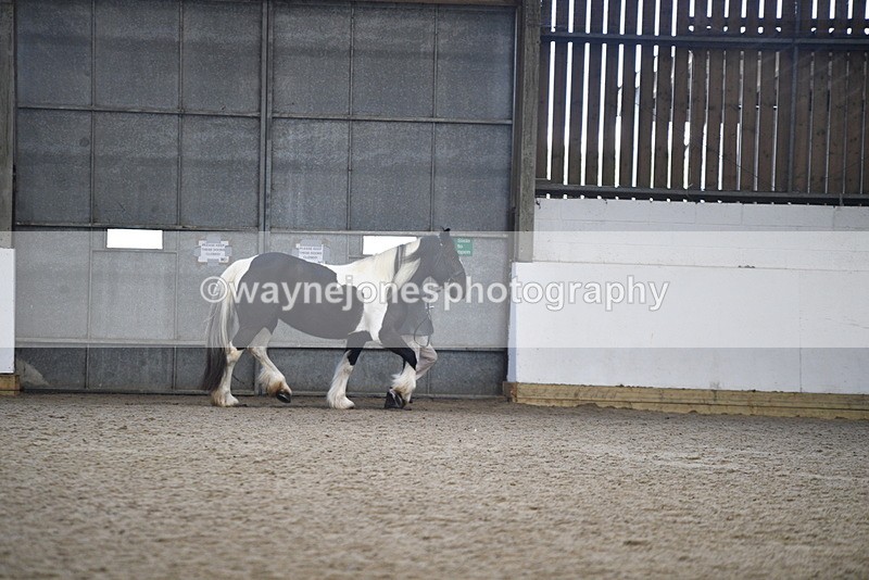 WJ5_5229 - Class 8 In hand cob