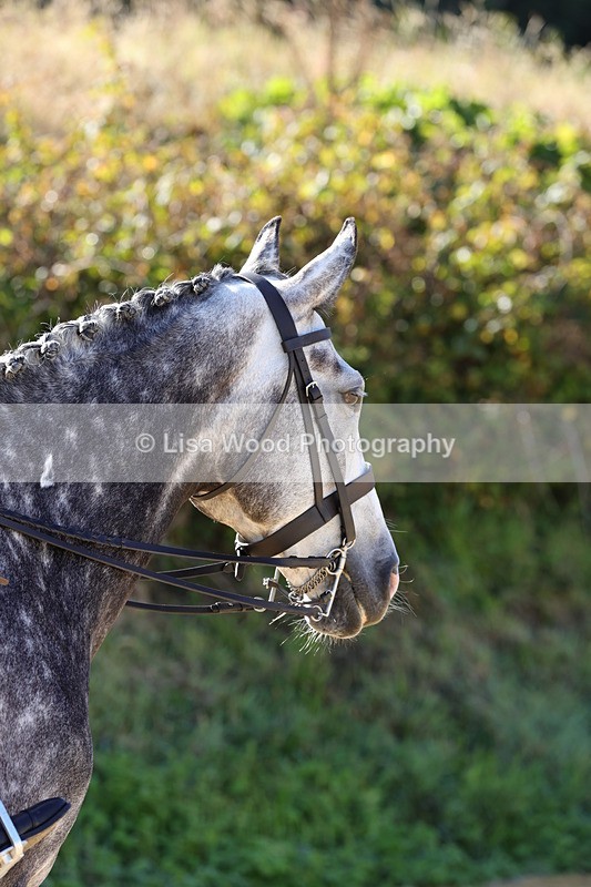 1X9A7660 - Class 8: Small Ridden Hunter