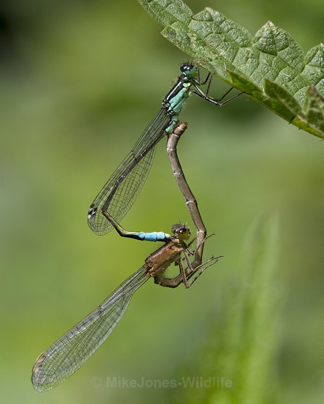 Damselflies coupled, RSPB Burton mere wetlands, Wirral - DRAGONFLY & DAMSELFLY GALLERY