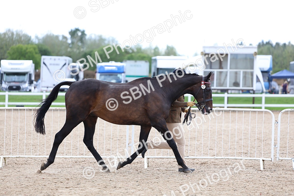 SBM_15256 - Class 313 - IH Retired Racehorse