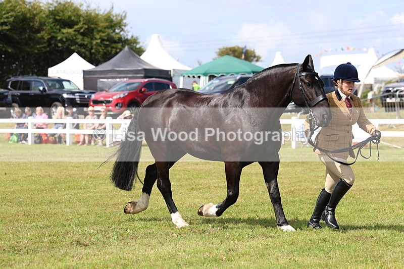 3E7A9994 - Class 5: Rising Star Lightweight/Heavyweight Cobs