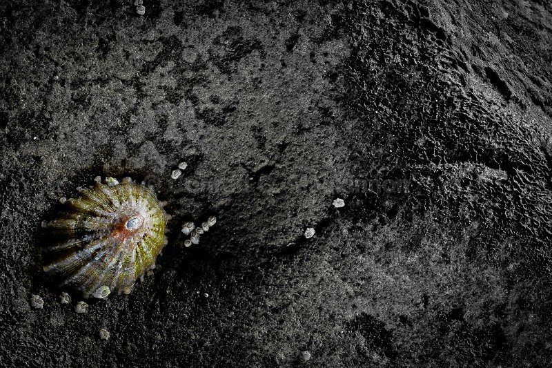 The shell - My darker side