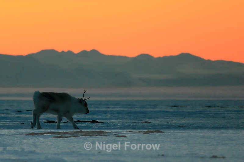 Reindeer at sunset, Svalbard, Norway - Reindeer