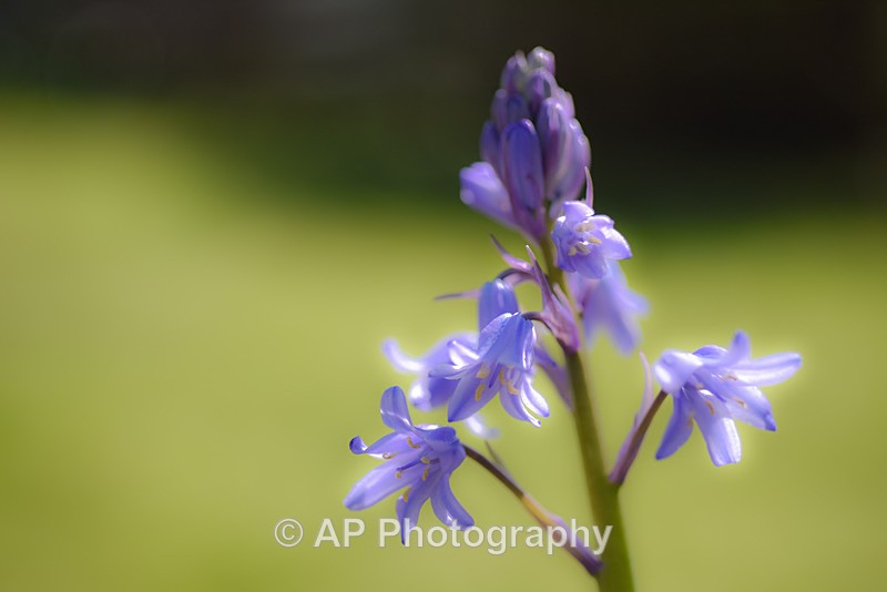 Bluebells-2658-S - Plants