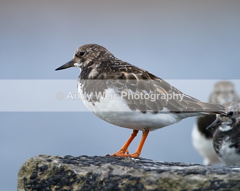 20110927-_MG_7035 - Turnstone