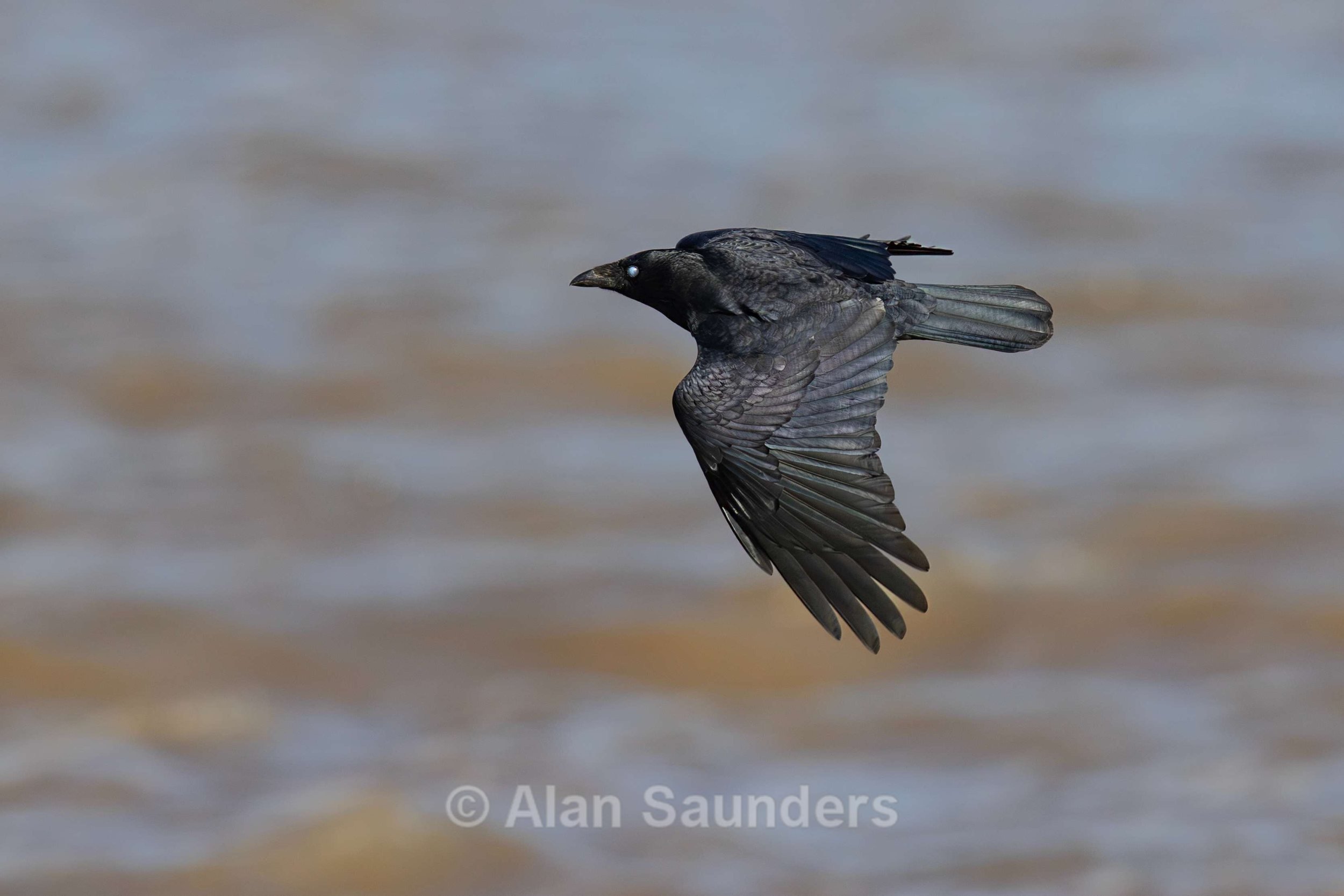 Carrion Crow 1