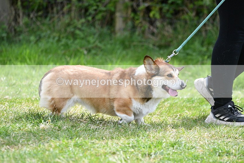 WJ5_9638 - Class 3 Most Handsome Dog