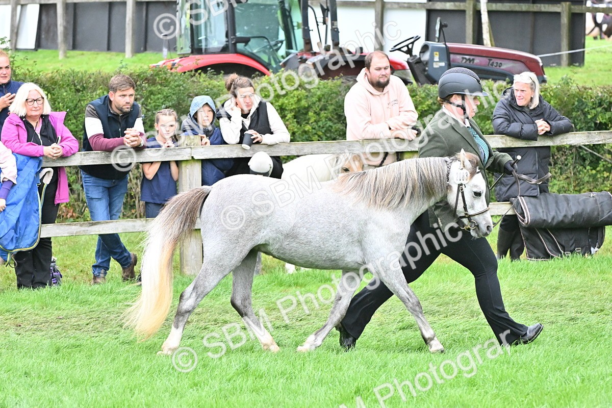 SBM_61010 - S48 - Mountain & Moorland In Hand Small Breeds
