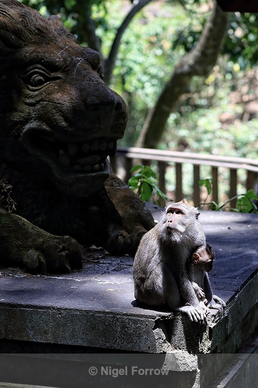 Macaques (mother & baby) by statue, Ubud Monkey Forest, Bali - Monkey