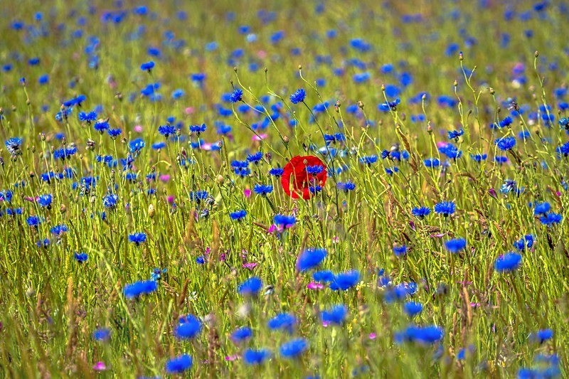 AW7C7525 - Land of Man