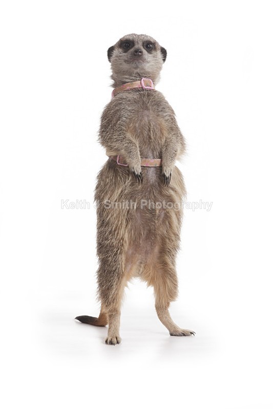 2SKJ8974 - Roaming Reptile Show. II