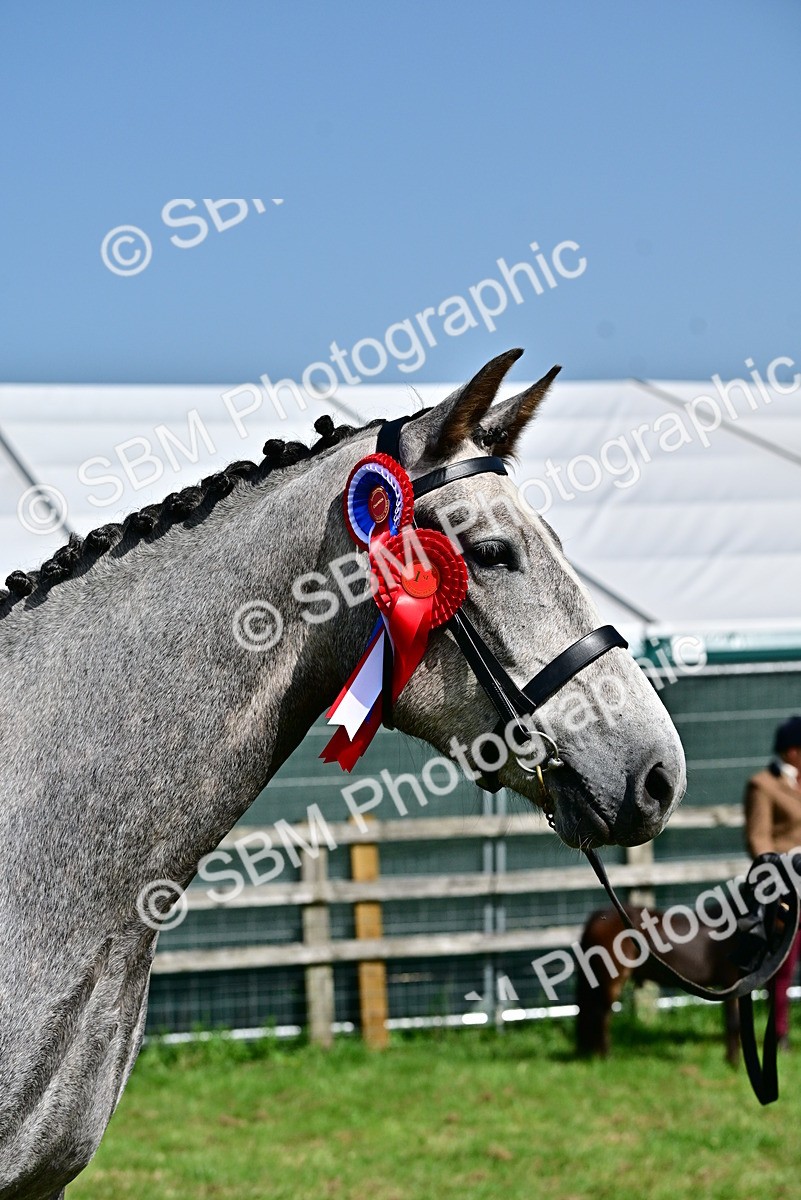 SBM_03372 - Class 50 - 54 Light Horse Breeding