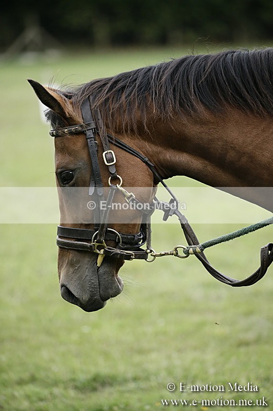 BVR090918 33 - BVRC Dressage and Show Jumping 09/09/18