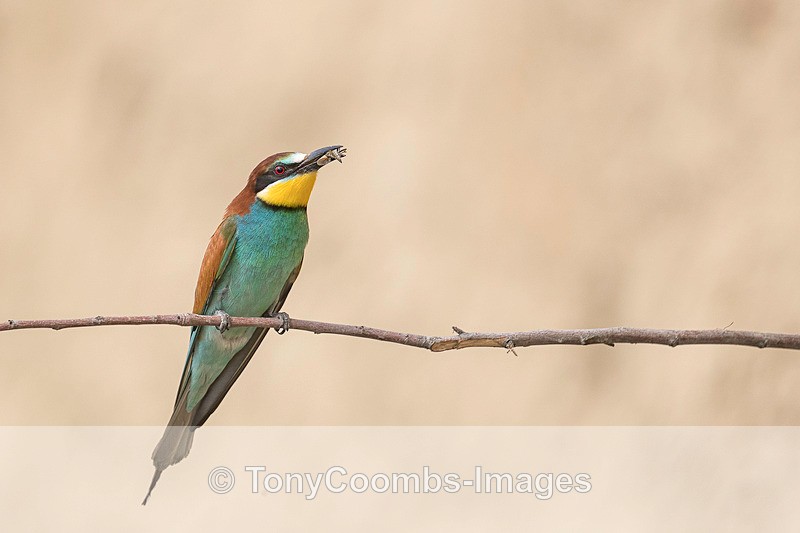 Bee-Eater - Macin National Park