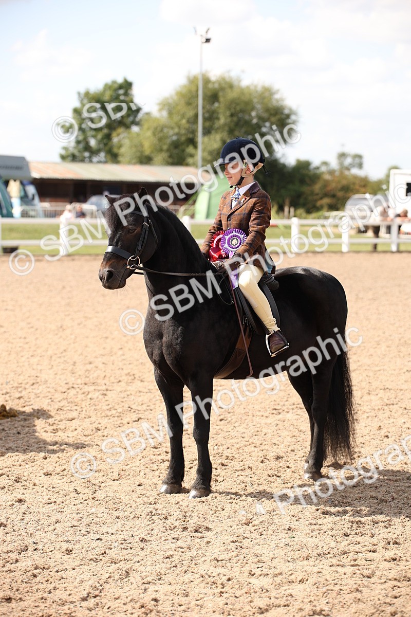 SBM_03449 - Class 18 Handsomest Gelding (IH or Ridden)