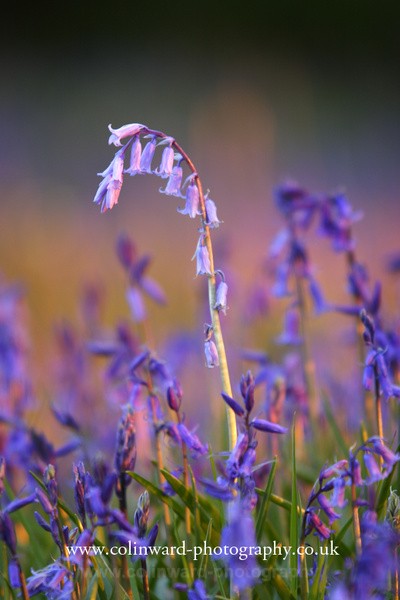bluebells.   Ref 4937 - macro and nature.