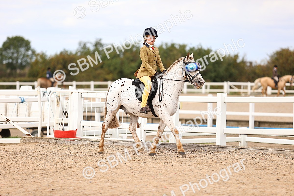 SBM_15992 - Class 417 - Handsomest Gelding (IH or Ridden) Jnr