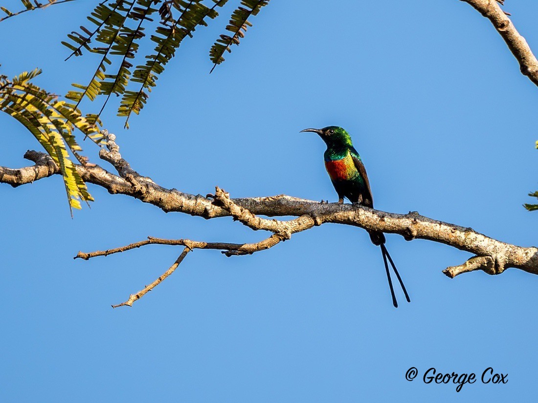 Beautiful Sunbird - Gambia 2025