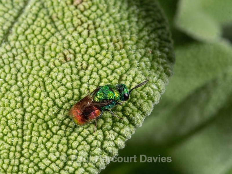 Ruby-tailed wasp (Chrysis ignita) - Insects & Spiders & other animals 2021