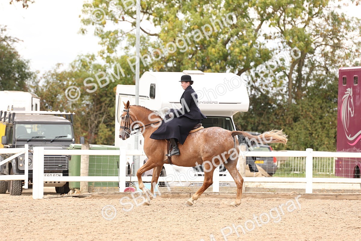 SBM_16408 - Class 211 - Best Side Saddle Horse - Pony