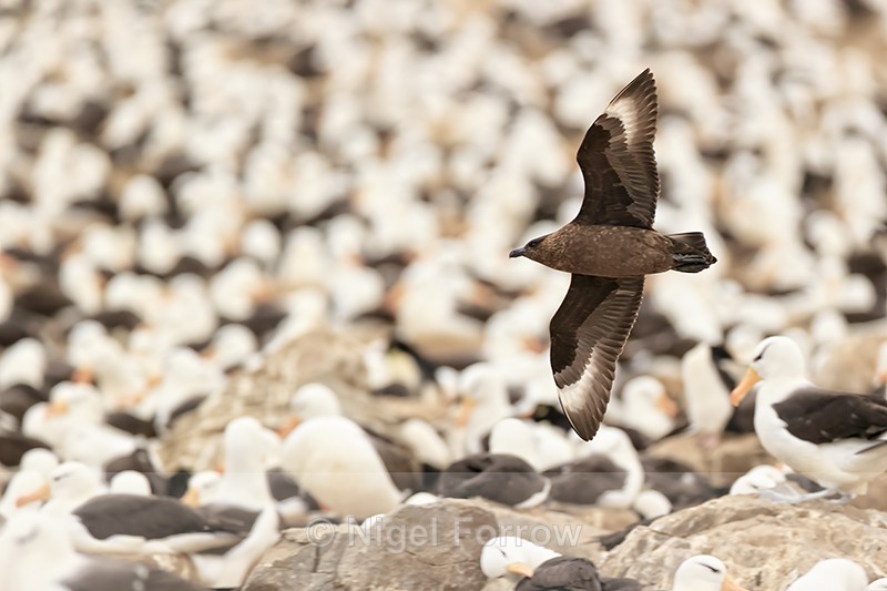 Brown Skua swoops over Black-browed Albatrosses, Steeple Jason - Falkland (Brown) Skua