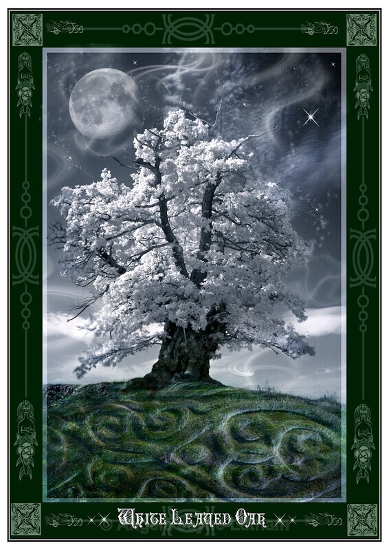 The White Leaved Oak - White Leaved Oak