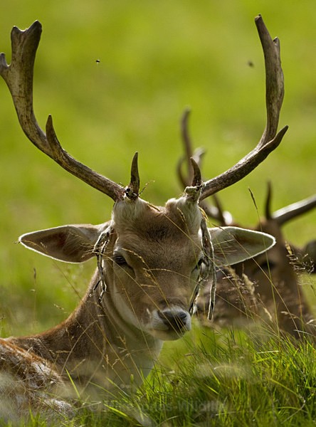 Fallow Deer ref fd 15c - FALLOW DEER