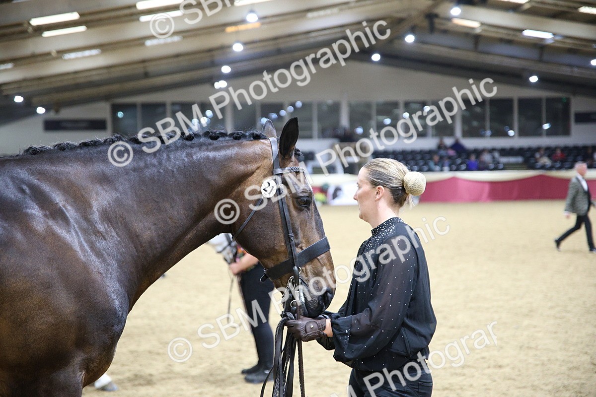 SBM_18831 - Class E IH Horse Champ