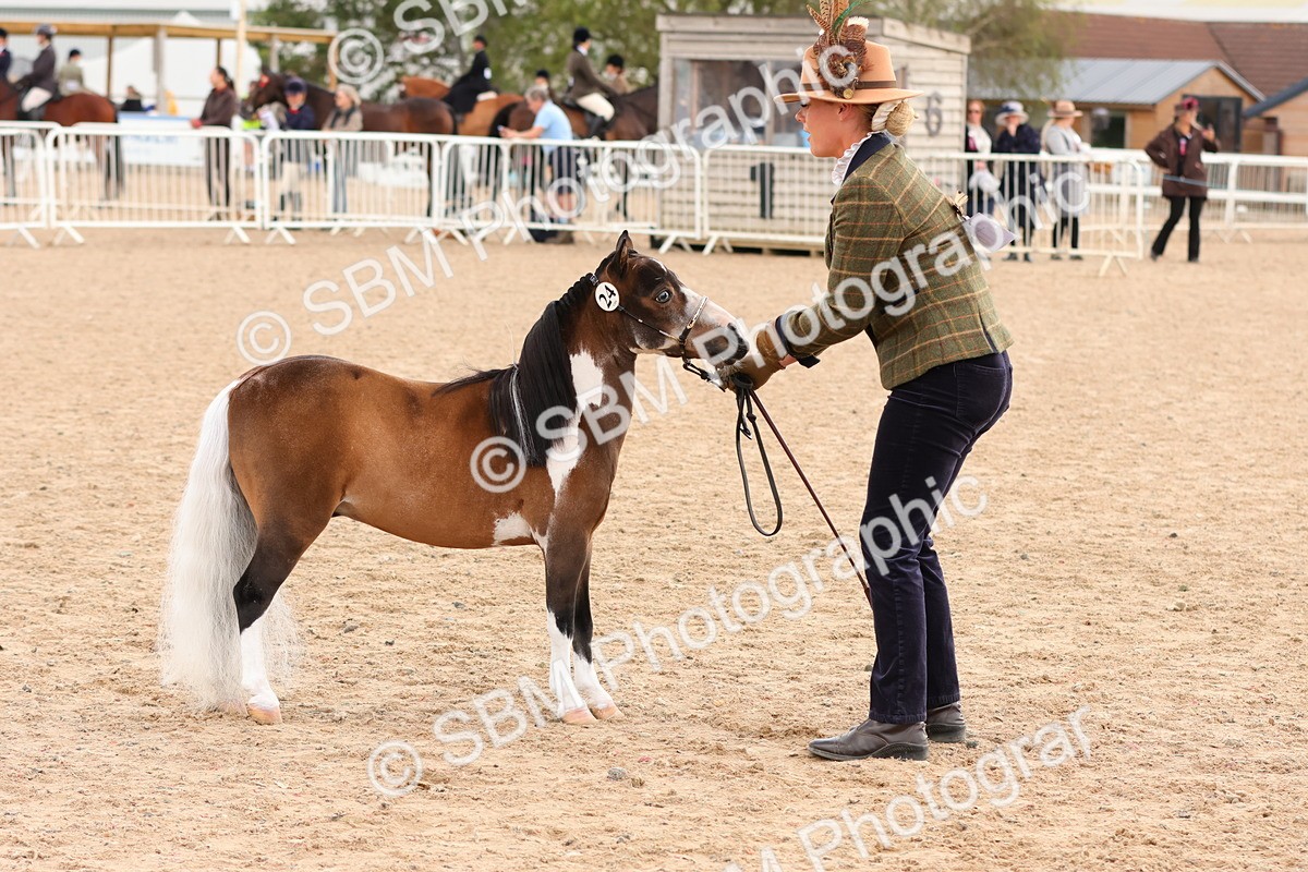 SBM_10326 - Class 206 - IH Non Show Type Pony