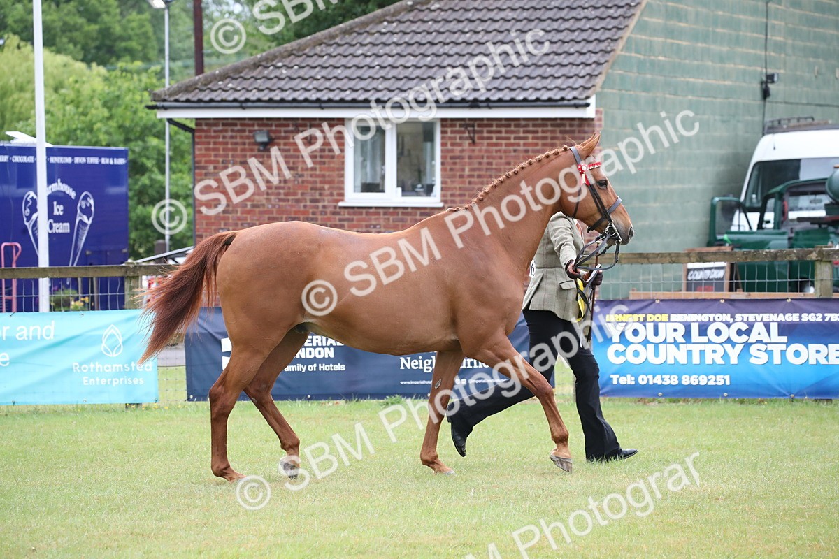 SBM_00195 - Class 17-20 - Arab & Part Bred - Anglo Arab In Hand