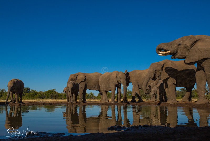 Elephants at Mashatu Hide 3