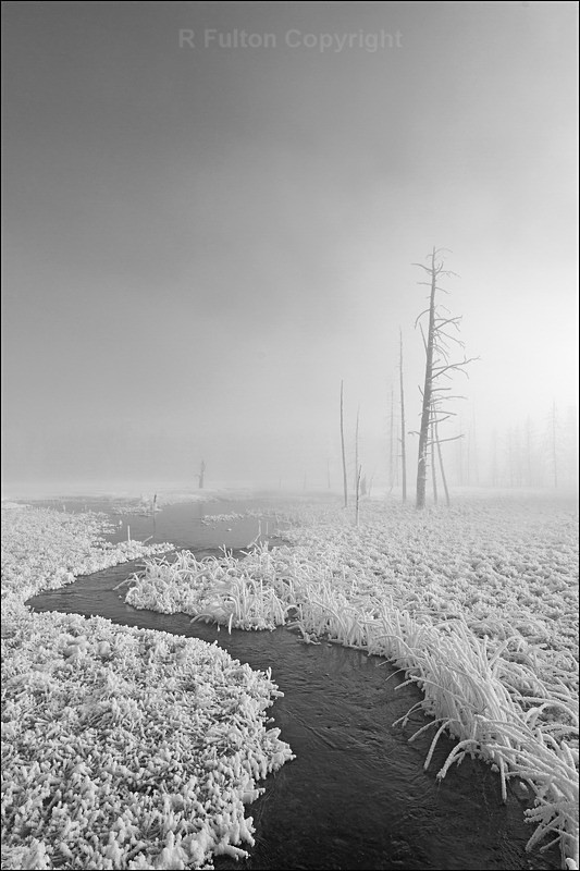 Mist  Trees Mono - Yellowstone