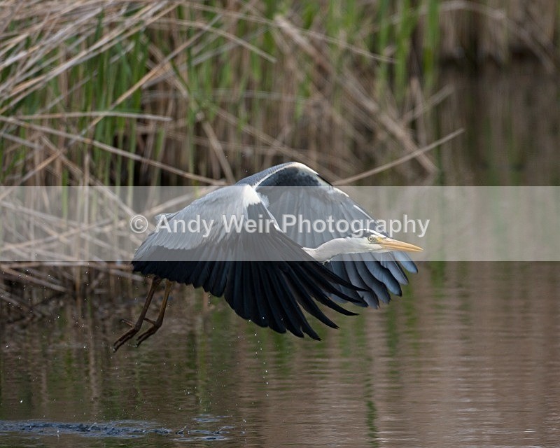 20100501-WE 011 - Grey Heron